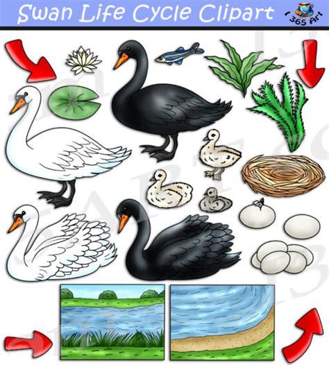 Swan Life Cycle Clipart Download - Clipart 4 School