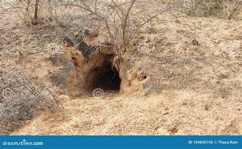 Wild Animals Cave in Desert Area Stock Image - Image of animals, landscape: 184850745