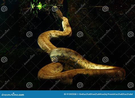 Green Anaconda In The Dark Water, Underwater Photography, Big Snake In The Nature River Habitat ...