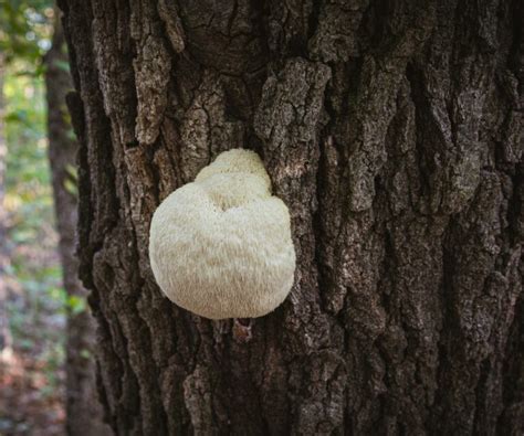 Lion’s Mane Mushroom Identification and Common Look-Alikes