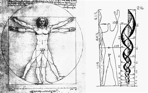 On the Dislocation of the Body in Architecture: Le Corbusier's Modulor ...