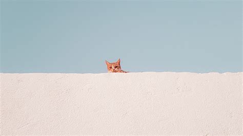 Minimalist Aesthetic High Resolution Desktop Wallpaper Cat - Prove it ...