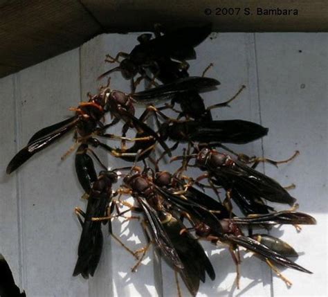 Paper Wasp Swarming Around Structures | NC State Extension Publications