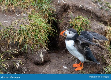 Puffin Flaps Its Wings Near Its Burrow in Iceland Stock Image - Image ...