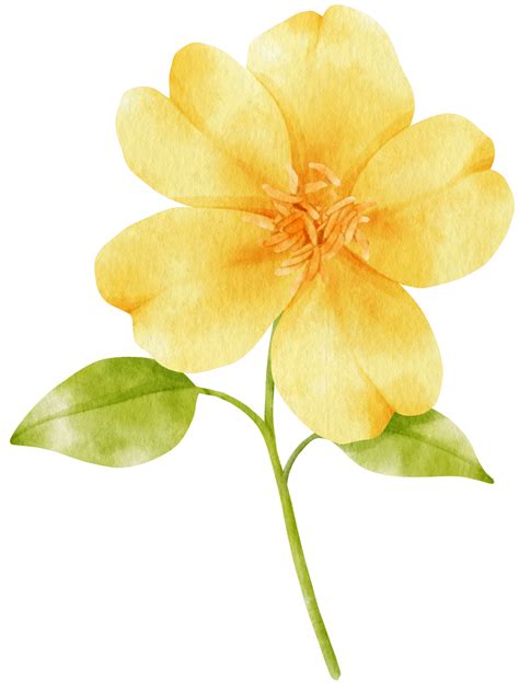 Yellow flowers watercolor illustration 9786194 PNG