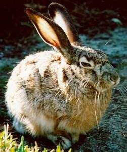 Desert Hare Archives - Animal Facts For Kids | Wild Facts