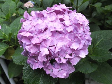 Hydrangea - 30 Tomo Museum