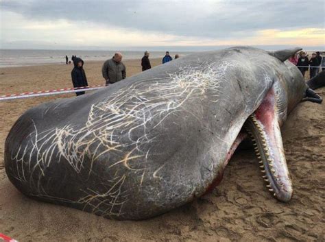 Sperm whale carcass with squid battle scars, on an English beach : r/natureismetal