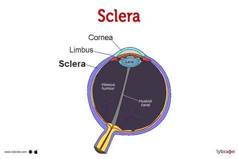 Sclera (Human Anatomy): Image, Functions, Diseases and Treatments