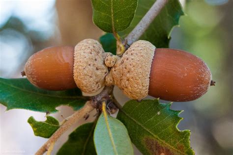 Canyon Live Oak Acorns | Flickr - Photo Sharing!