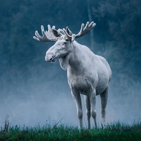 This breathtaking photo of a white moose in Sweden : r/interestingasfuck