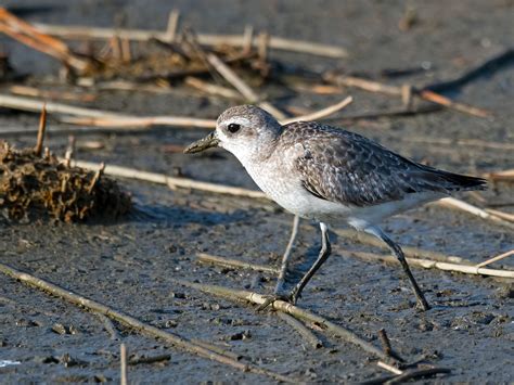 Black-bellied Plover | Audubon Field Guide