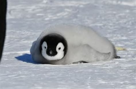 Pin de lina en funny animals | Tipos de pinguinos, Fotos de pinguinos, Perros esponjosos