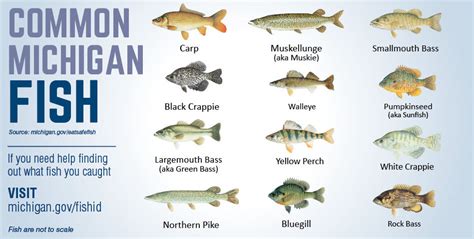 Lake Michigan Fish Species Chart