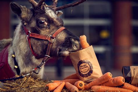 Morrisons to give away 200,000 wonky carrots to feed Rudolph this ...