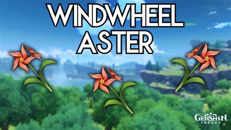 All Windwheel Aster Locations | Genshin Impact - YouTube