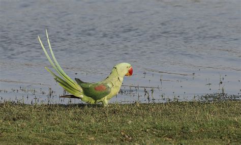 Birds Photographed While in India - A & J Photography