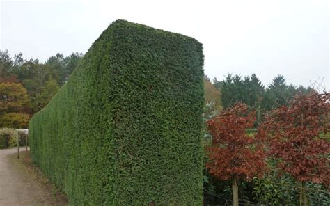 Newly trimmed dense and compact Leylandii Hedge, plants available from www.hedgesonline.com ...