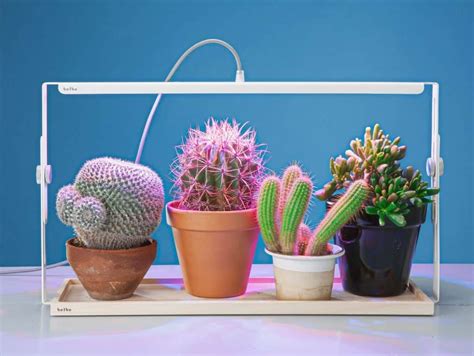 Light and Sun for Succulents and Cacti: The Ultimate Guide | Led grow ...