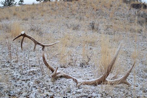 Insanely awesome elk shed antler photos | goHUNT