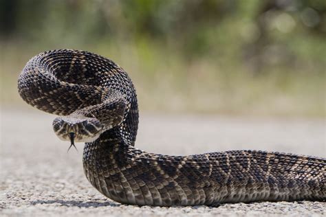 Rattlesnake Free Stock Photo - Public Domain Pictures