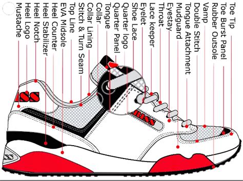 nipote Caccia arco sneaker anatomy eleggere Appartenere grillo