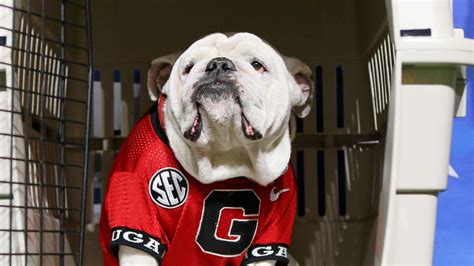 Georgia's mascot Uga will not be making trip to title game | Yardbarker