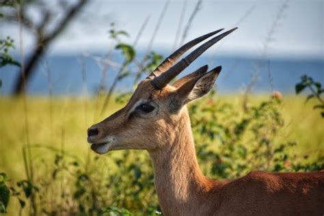 Free Images : animals, brown, vertebrate, terrestrial animal, snout, fawn, neck, wildlife, liver ...