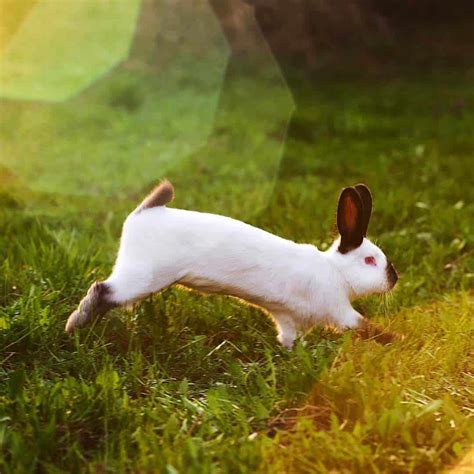 Why Do Rabbits Binky? Bunny Jumps And Twists - With Binky Videos