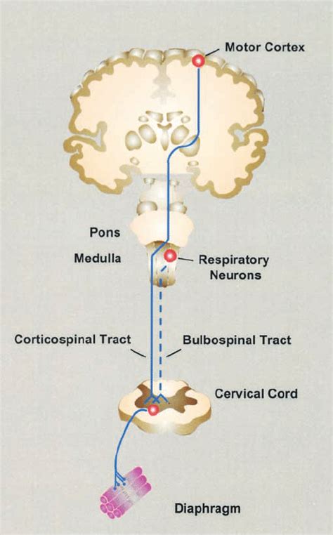 Voluntary (corticospinal tract) and automatic (bulbospinal tract)... | Download Scientific Diagram