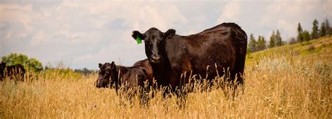 Grazing Livestock Systems | Center for Grassland Studies