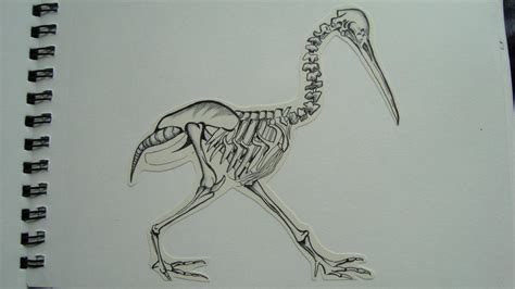 Kiwi Bird Skeleton by curseyouheman on DeviantArt