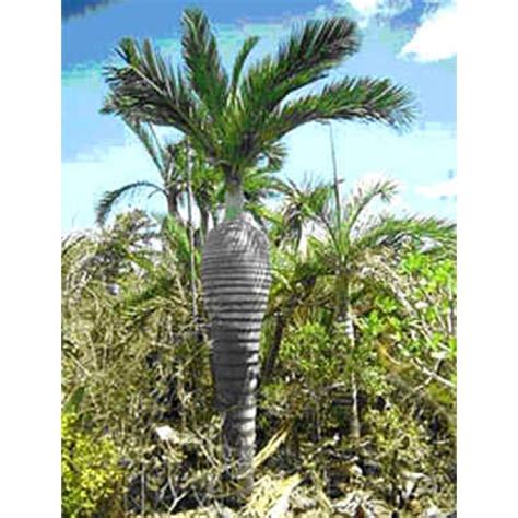 Buy Silver Date Palm Seeds - Rarexoticseeds