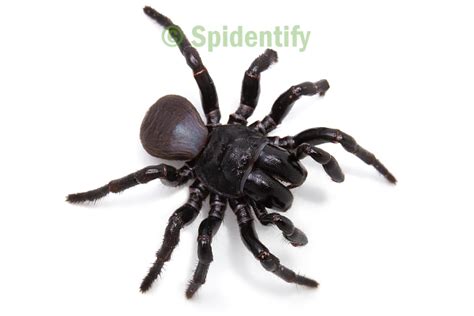 Mouse Spiders - Spidentify