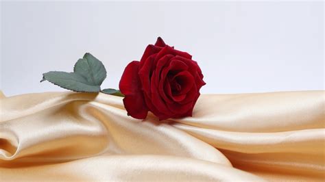 How Red Roses Became The Romantic Symbol Of Valentine's Day