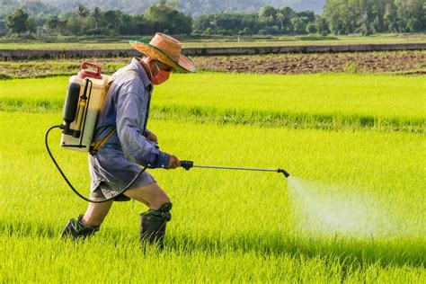 Advierten riesgo de cáncer por pesticidas en los alimentos - LA PATRIA