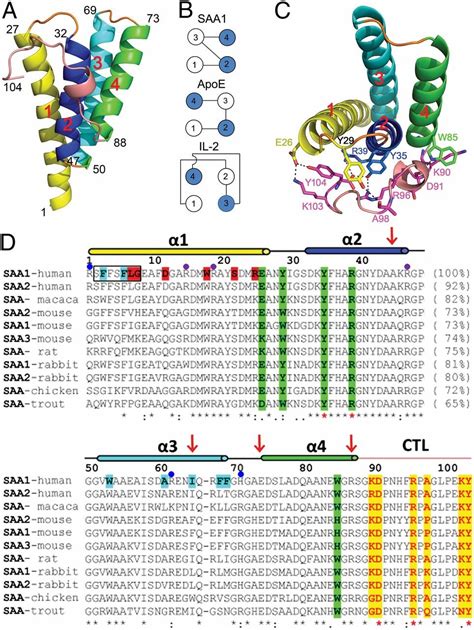 Structural mechanism of serum amyloid A-mediated inflammatory amyloidosis | PNAS