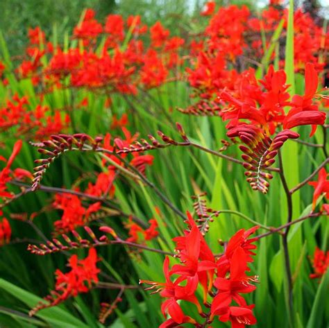 Crocosmia Lucifer Seed : Lynwood Garden