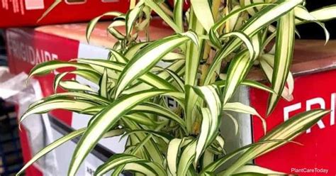 What Are The Benefits Of Spider Plants In The Home?