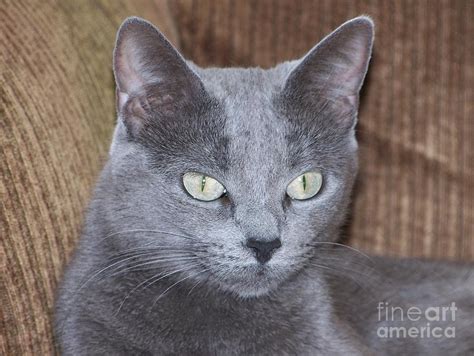 Korat Grey Photograph by Carolyn Baumgart - Fine Art America