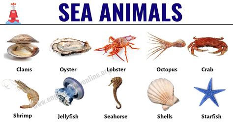 Sea Animals That Start With O - Animals That Start With O A List Of ...