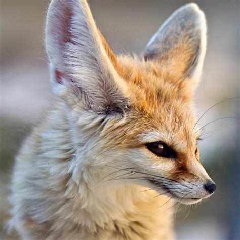 The Fennec Fox as a Pet