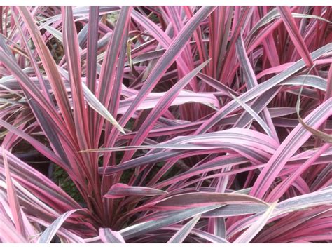 Cordyline australis southern splendour