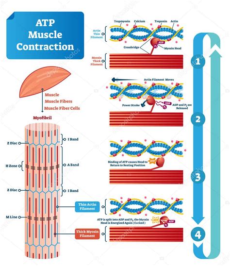 Ilustración de vector de ATP muscular contracción ciclo etiquetado ...