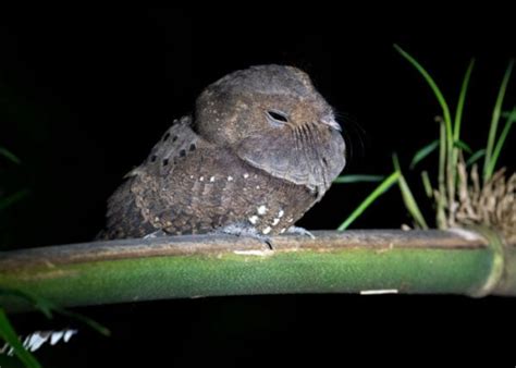 How Do Birds Sleep: Explaining Birds' Sleeping Habits