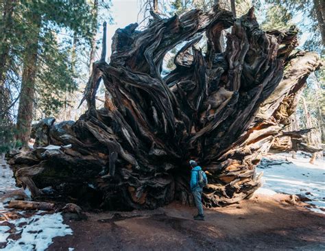 Sequoia-National-Park-Trails | Fun Life Crisis