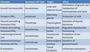 Pituitary Gland Hormones And Their Functions