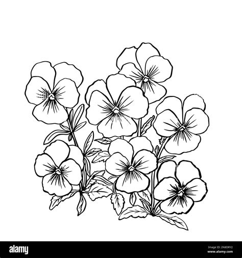 Black-and-white bouquet of violets with leaves and grass. Black outline ...