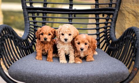 Do Cavapoo Puppies Change Colour