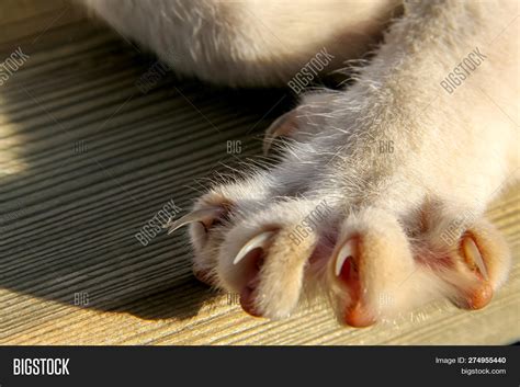 Cat Paws Closeup. Cat Image & Photo (Free Trial) | Bigstock